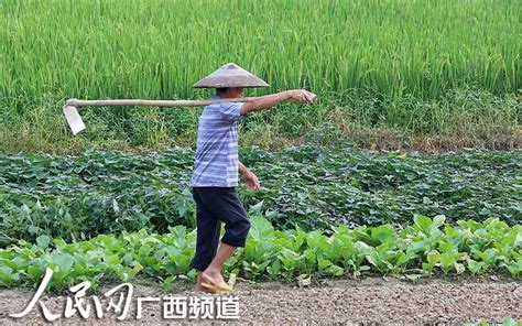 高清组图：广西小暑时节田管忙资讯频道凤凰网