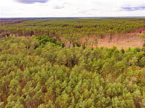 Tuchola Forest In Poland Aerial View Stock Photo Image Of Bory Park