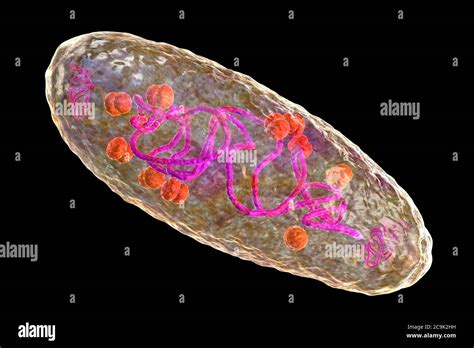 Plague Bacterium Yersinia Pestis Computer Illustration Y Pestis