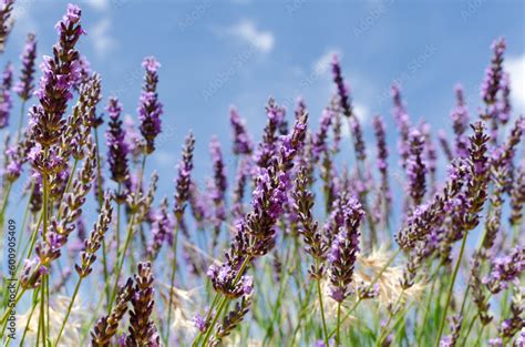 Campos De Lavanda En Brihuega Guadalajara Espa A Fondo De Pantalla