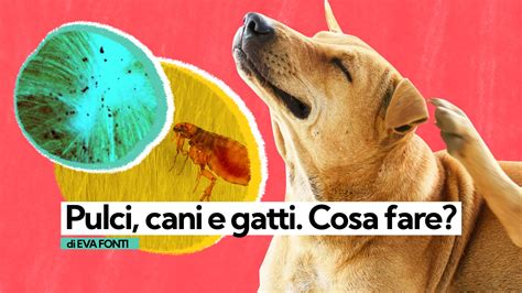 Come Trattare Le Pulci Su Cane E Gatto