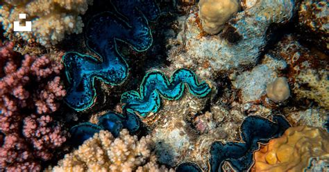 Blue and white coral reef photo – Free Red sea Image on Unsplash