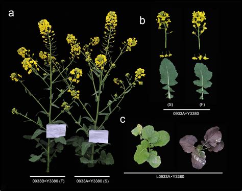 Comparison of phenotype in florescence flower and leaf of 0933. a ...