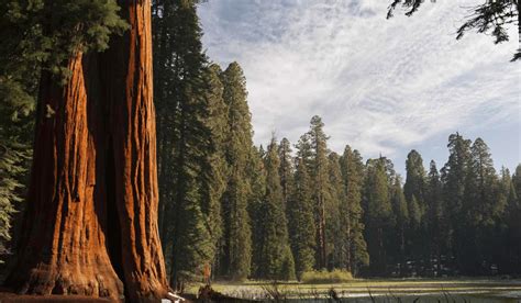 Sequoia National Park: A Complete in-Detailed Travel Guide