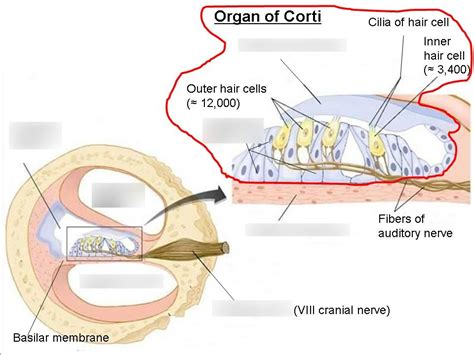 Organ of Corti Diagram | Quizlet