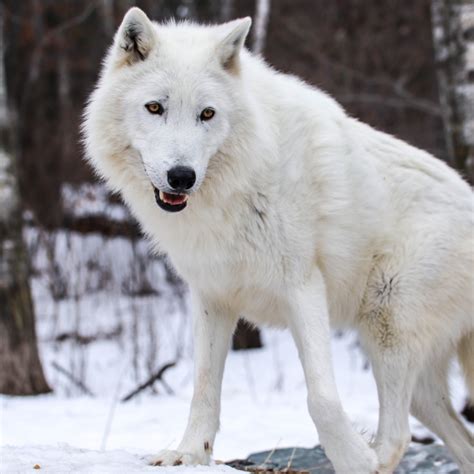 Meet Our Wolves | International Wolf Center