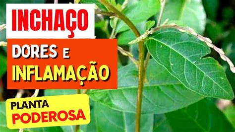 Planta para dores inflamações e inchaço Incrível Receitas