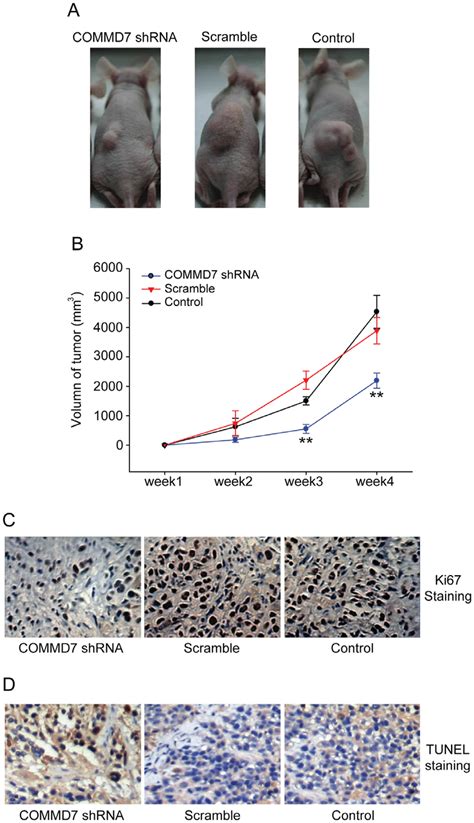 Effects Of Commd Silencing On Hepg Cell Tumorigenicity In Nude Mice