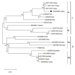 Phylogenetic Tree Based On The Nucleotide Sequence Of The ToMV