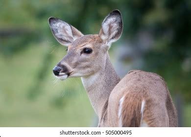 Whitetail Deer Fawn Doe Stock Photo 505000495 | Shutterstock