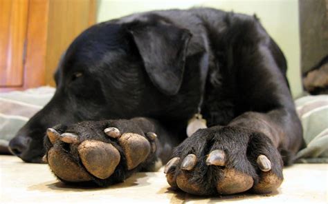 How To Trim Your Dogs Black Nails Safely The Dog People By