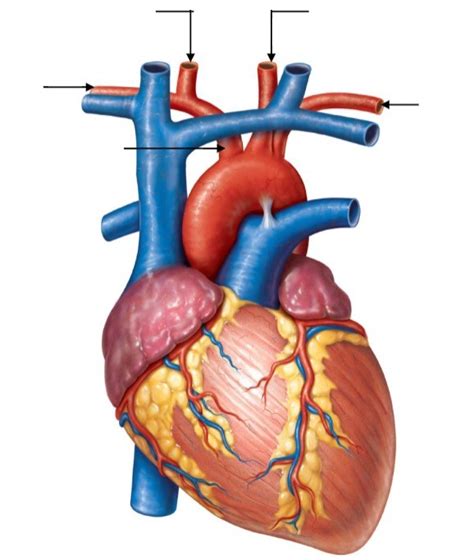 Branches Of Aortic Arch Diagram Quizlet