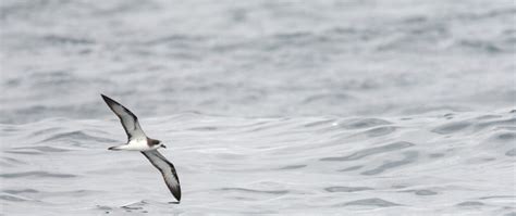 Galapagos Petrel Galapagos Conservation Trust