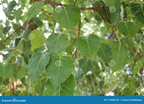 Bodhi Tree stock photo. Image of background, branch - 117658732