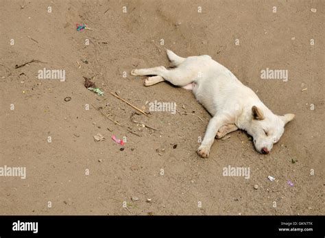 A white dog sleeping on the ground in Northern Thailand Stock Photo - Alamy