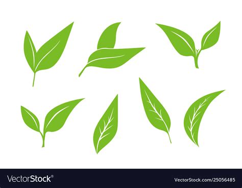 Seamless Pattern With Green Tea Leaves On White Vector Image