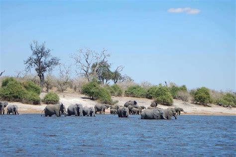 Chobe Day Safari From Victoria Falls Wonderful Zimbabwe