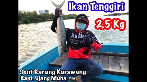 Mancing Ikan Tenggiri 2 5Kg Spot Karang Karawang I Barred Or Spanish