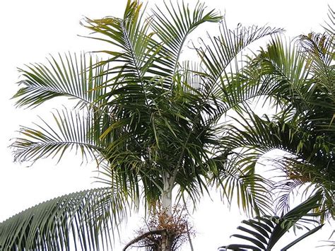 Carpentaria Acuminata Palms For California