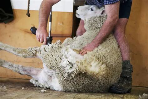 Free Sheep Shearing Photos And Pictures Freeimages