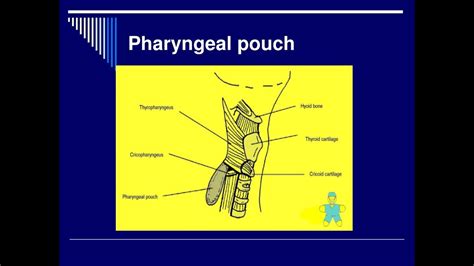 Pharyngeal Pouches And Their Adult Derievatives Youtube