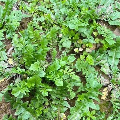 春天吃野菜，带你认识5种常见的野菜，营养还鲜美，蒸炒做馅都好吃！ 知乎