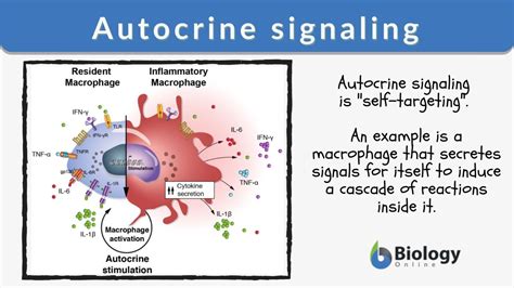 Autocrine signaling - Definition and Examples - Biology Online Dictionary