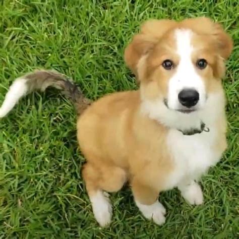 bernese mountain dog golden retriever mix overview   bernese love
