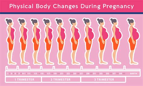 What are the stages of pregnancy week by week?