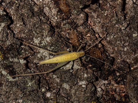 Maryland Biodiversity Project Snowy Tree Cricket Oecanthus Fultoni