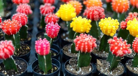 How To Grow And Care For Moon Cactus Ruby Ball Cactus Shehri Kisaan