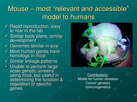 Ppt Dissection Of Gene Function Mutational Analysis Powerpoint