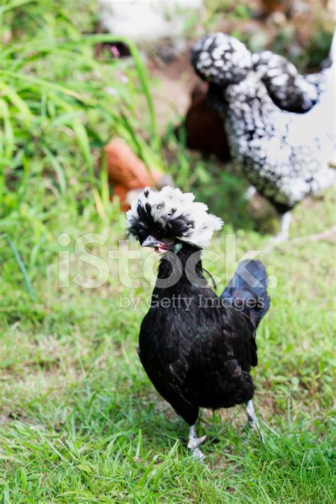 Silkie Chicken Stock Photo | Royalty-Free | FreeImages