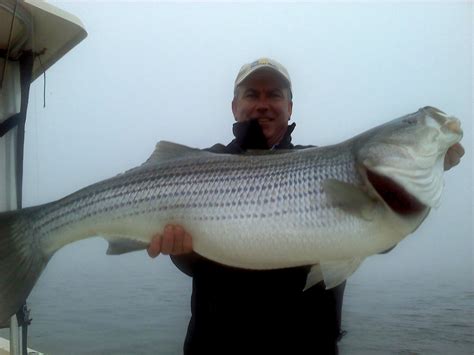 hickory shad | Chesapeake Light Tackle