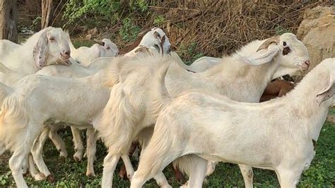 Sojat Qurbaani Ke Bakre For Sale At Barkat Bhai Goat Farm Jodhpur YouTube