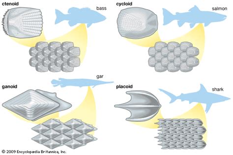 Scale Morphology Taxonomy And Anatomy Britannica