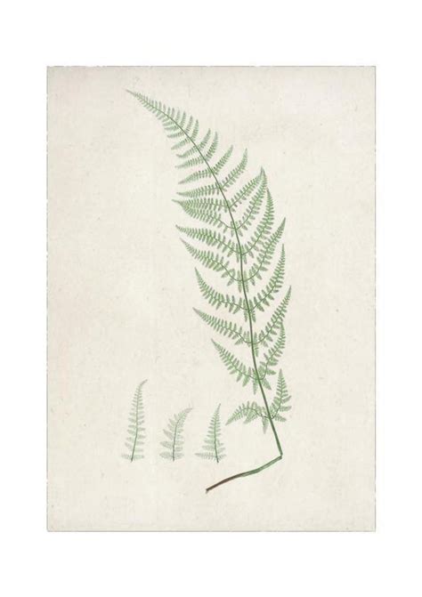 Free Fern Printables