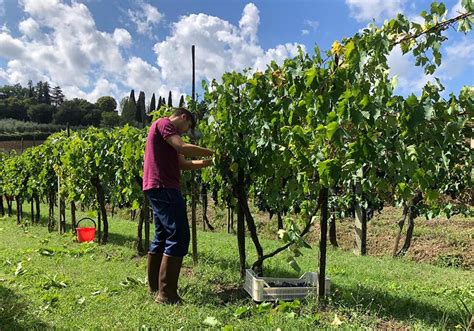 Conclusa La Vendemmia Ottima Annata Per Le Cantine Ravazzi Cantine