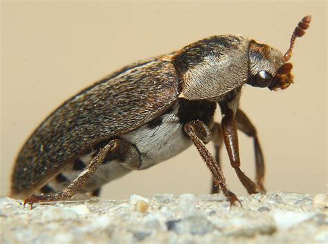 Brown Beetle Dermestes Maculatus Bugguidenet