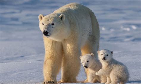 Hay esperanza Descubren población de osos polares en región sin hielo