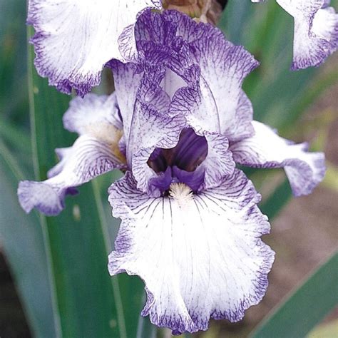 Bearded Iris for Sale- Shop Iris Germanica Bulbs - Longfield Gardens