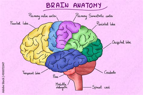 The Brain Diagram