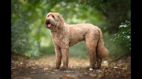 Australijskie Labradoodle Wszystko O Rasie Wywiad Youtube