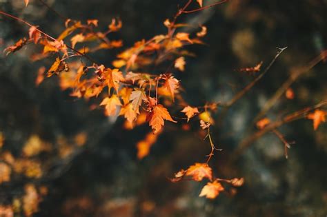 Page 129 | 4k Autumn Wallpaper Images - Free Download on Freepik