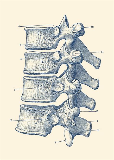 Painting Vintage Lateral Spine Vertebrae Anatomy Art Print Mixed Art & Collectibles mindtek.it