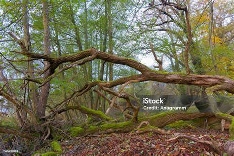 Dead Old Oak Tree Stock Photo Download Image Now Color Image Day