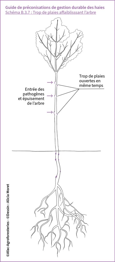 B Trop De Plaies Affaiblissant Larbre Afac Agroforesteries