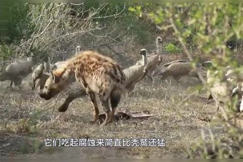 角马与鬣狗单挑，眼看着鬣狗即将被打败时！意外发生了鬣狗单挑角马