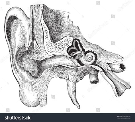 Human Ear Anatomy Vintage Illustration Meyers Stock Vector 100548760 Shutterstock