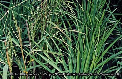 Oryza glaberrima - Alchetron, The Free Social Encyclopedia